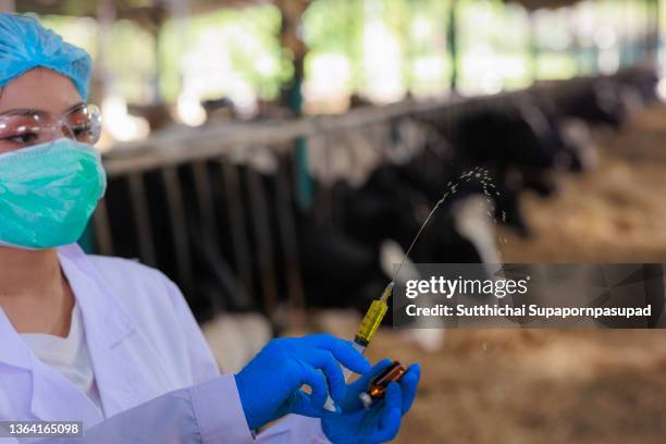 asian female veterinarian prepare vaccine for cow livestock in the farm. - vaccination barn asian stock pictures, royalty-free photos & images