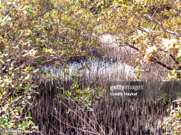 wetland in abu dhabi - abu dhabi mangroves stock pictures, royalty-free photos & images