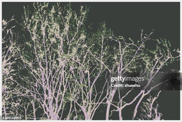 colors nature trees texture pattern background - pine tree close up stock illustrations