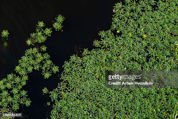 vibrant duckweed pattern from high angle view - wasserlinse stock-fotos und bilder