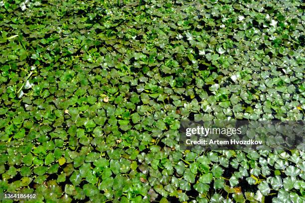 full frame view on small green leafs of duckweed - wasserlinse stock-fotos und bilder