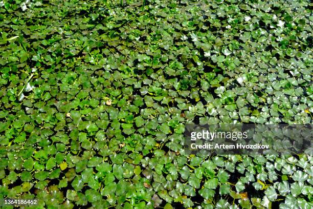 full frame view on small green leafs of duckweed - kroos stockfoto's en -beelden