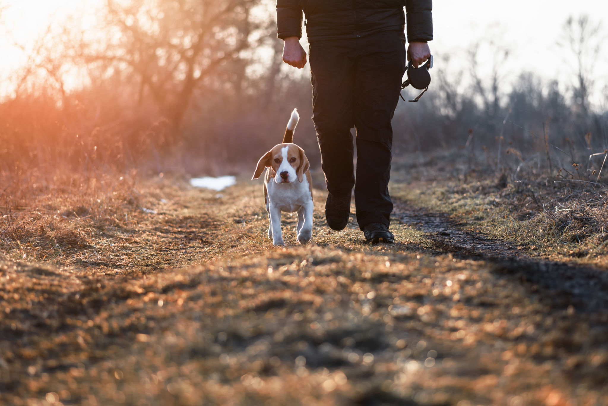 dog walking trail