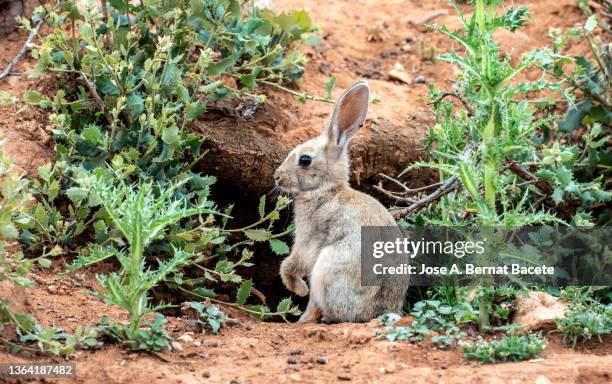 small white rabbit next to its burrow with its paw raised in the fiel. - cottontail stockfoto's en -beelden