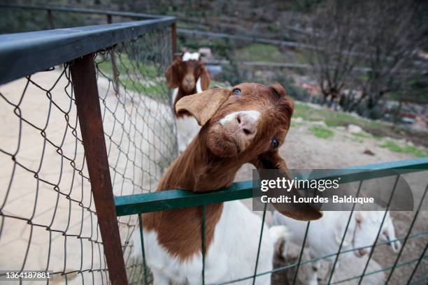 portrait of funny goat looking at camera - goat pen stock pictures, royalty-free photos & images