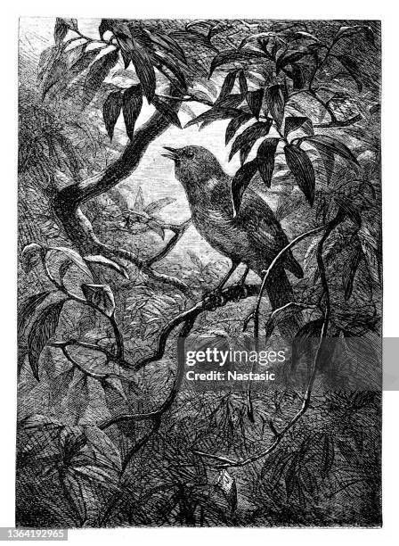 nightingale - nightingale bird stock illustrations