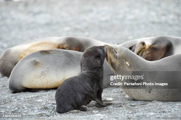 fur seal family - seehundjunges stock-fotos und bilder