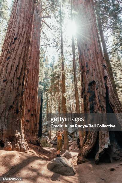 woman looking up in a redwood forest - redwood tree trunk stock pictures, royalty-free photos & images