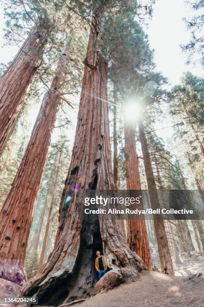 Man standing in a trunk of a giant sequoia