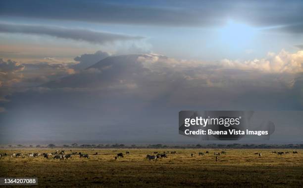kenya. african animals under mt. kilimanjaro - mountain zebra nationalpark stock-fotos und bilder