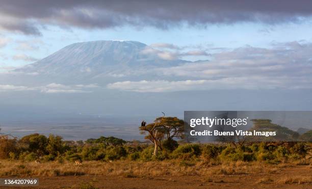 kenya, amboseli national park, mt. kilimanjaro - mt kilimanjaro stockfoto's en -beelden