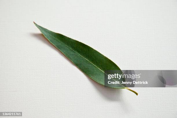eucalyptus leaf - eucalyptus leaves single object stock pictures, royalty-free photos & images