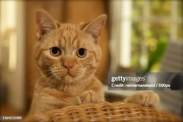 beautiful red kitten,close-up portrait of cat sitting,nieuwendijk,netherlands - nieuwendijk stock pictures, royalty-free photos & images