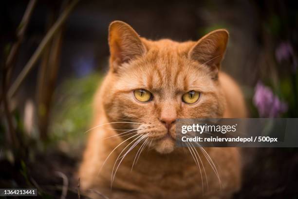 close-up portrait of a cat,nieuwendijk,netherlands - nieuwendijk stock pictures, royalty-free photos & images