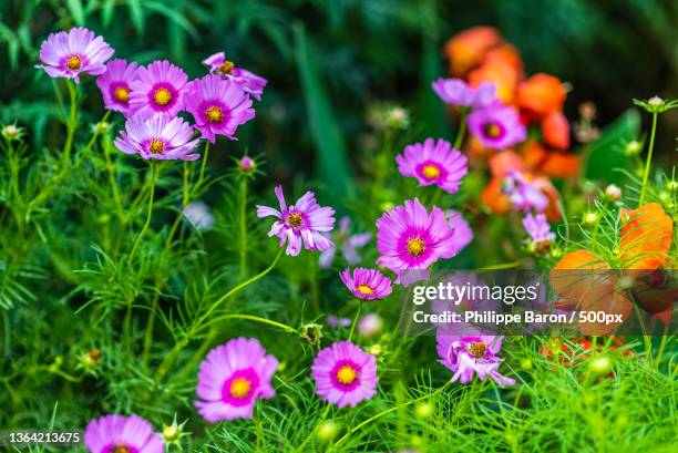 close-up of pink flowering plants on field,jardin des plantes,france - perennial fotografías e imágenes de stock