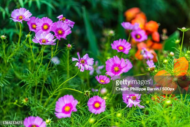 close-up of pink flowering plants on field,jardin des plantes,france - planta perene - fotografias e filmes do acervo