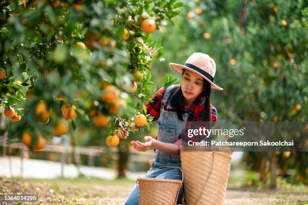 woman farmer in orange farm - asian farmer ストックフォトと画像