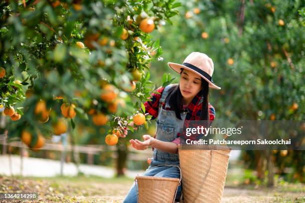 woman farmer in orange farm - orange shoe 個照片及圖片檔