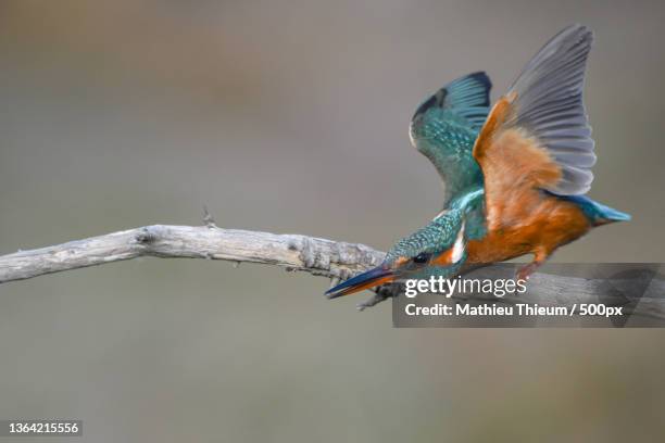 close-up of kingfisher perching on branch - 孔雀石 個照片及圖片檔