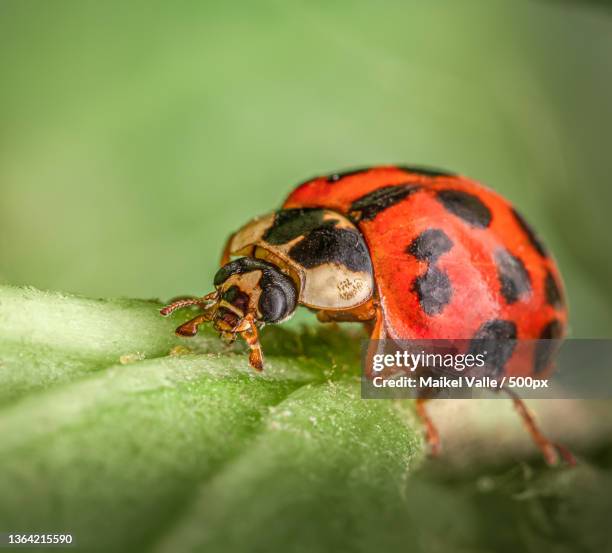 Awake Ladybugs 469 Asian Ladybugs Stock Photos, High-Res Pictures, and Images - Getty ...