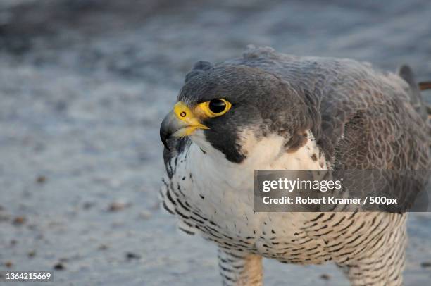 peregrine falcon,close-up of falcon of prey on sand at beach,montrose point bird sanctuary,united states,usa - peregrine falcon stock-fotos und bilder