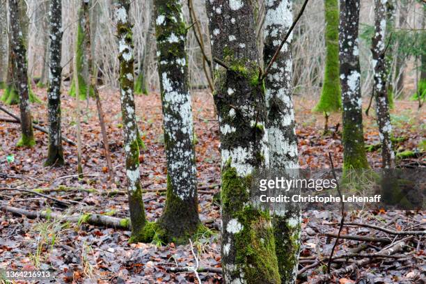 white lichens on tree trunks during winter, in seine et marne, france - lachen stock pictures, royalty-free photos & images