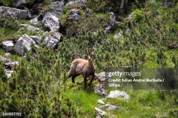 mountain ibex,high angle view of ibex standing on rock - iulian andrei fotografías e imágenes de stock