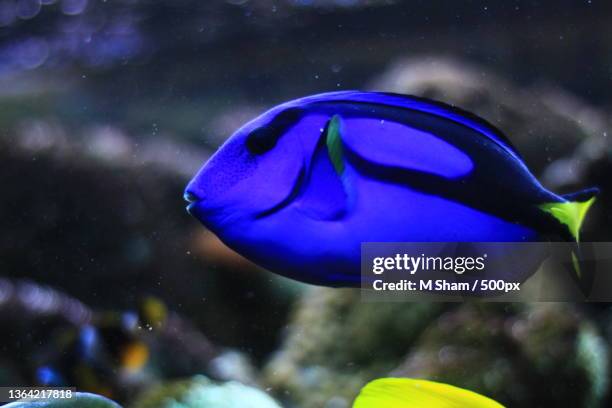 close-up of saltwater tropical blue tang acanthuridae swimming in aquarium,malaysia - pesce chirurgo foto e immagini stock