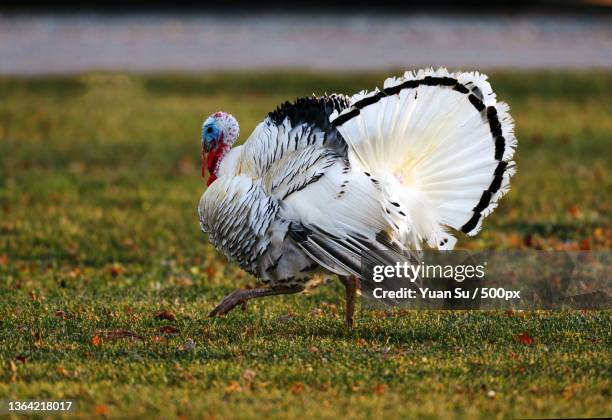 close-up of turkey perching on grassy field - turkey bird stock pictures, royalty-free photos & images