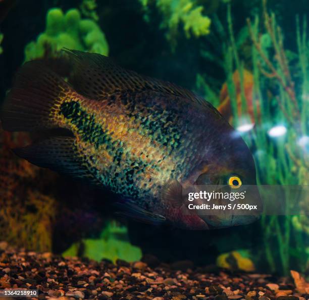cichlid cichlasoma synspilum in aquarium,close-up of cichlid swimming in sea - cichlasoma stock pictures, royalty-free photos & images