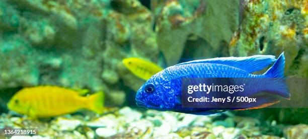 coral fishes,close-up of tropical cichlid swimming in aquarium - cichlid aquarium stock pictures, royalty-free photos & images