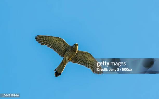 falcon common kestrel isolated in sky,low angle view of eagle flying against clear blue sky - galápagosbuizerd stockfoto's en -beelden