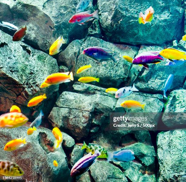 high angle view of fishes swimming in sea - cichlid aquarium stock pictures, royalty-free photos & images