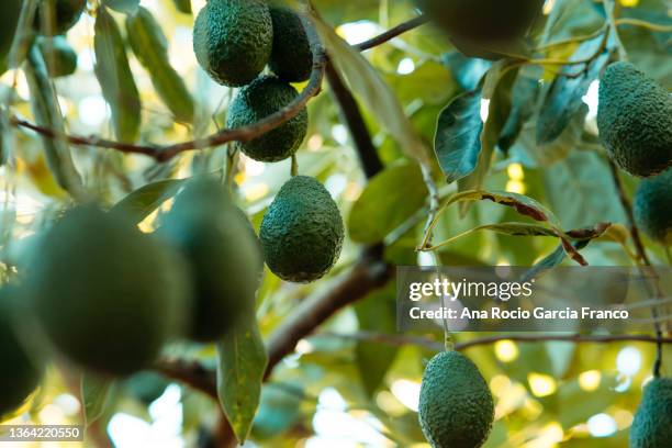 hass avocados growing in the tree. organic avocado plantations in málaga, andalusia, spain - avocado bildbanksfoton och bilder