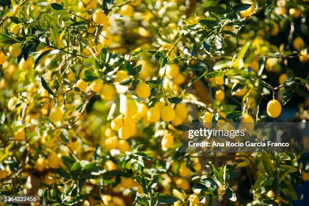 organic limequat plantations in málaga, andalusia, spain - lemon ストックフォトと画像