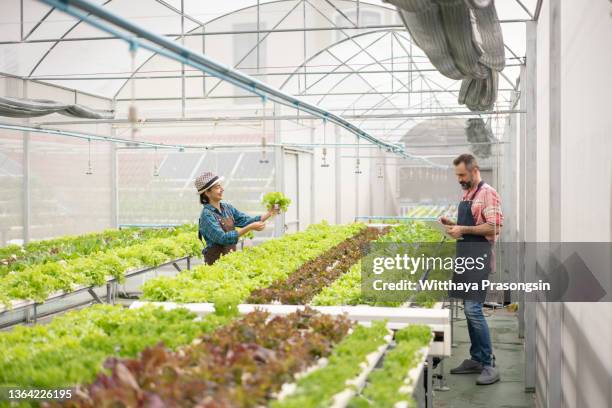 farmers are recording data on tablets at hydroponic vegetables salad farm - water plant stock-fotos und bilder
