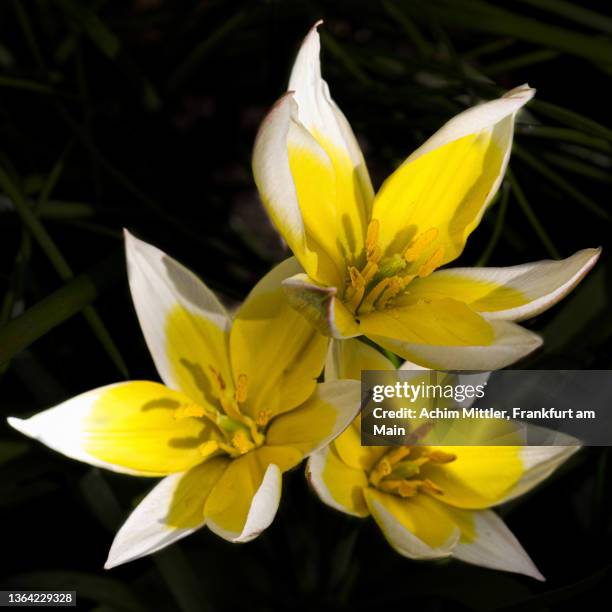 trio of yellow tarda tulips on dark background - tulipa tarda stock pictures, royalty-free photos & images
