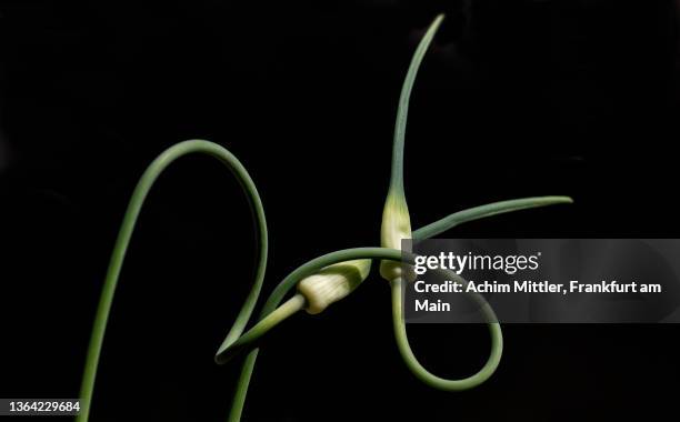 intertwined garlic buds on black - intertwined photos et images de collection