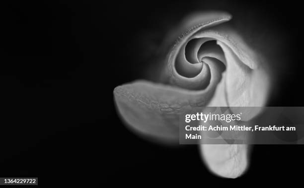 macro of unrolling bud of a black-eyed susan vine - black eyed susan vine stock pictures, royalty-free photos & images