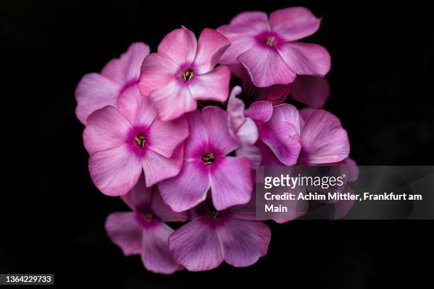 pink phlox on black background - phlox stock-fotos und bilder