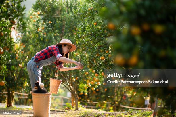 woman farmer in orange farm - orange hat stock pictures, royalty-free photos & images
