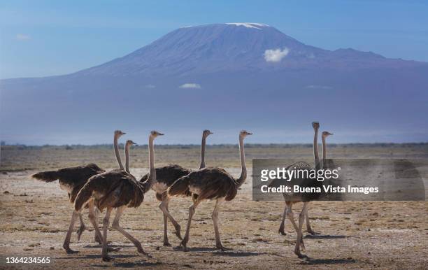kenya. female ostriches under mt. kilimanjaro. - kilimanjaro stock pictures, royalty-free photos & images