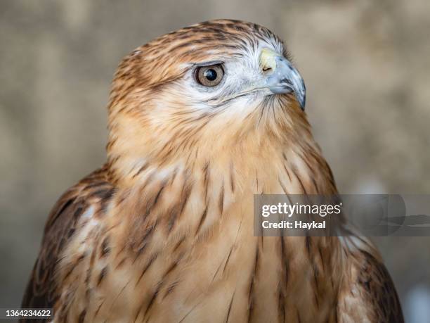 eastern imperial eagle - aquila heliaca stock pictures, royalty-free photos & images