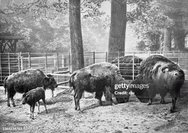 berliner zoo - amerikanische bisons auf der wiese - schwarzweiß bild berlin stock-grafiken, -clipart, -cartoons und -symbole