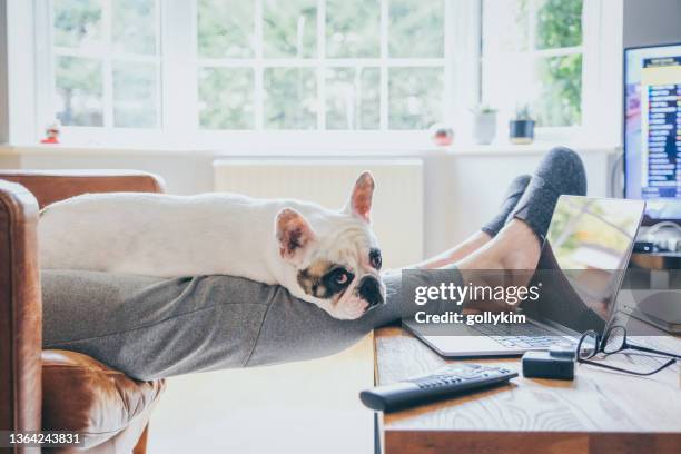 Tired Dog Computer 1,329 Dog Laying By Computer Stock Photos, High-Res Pictures, and ...