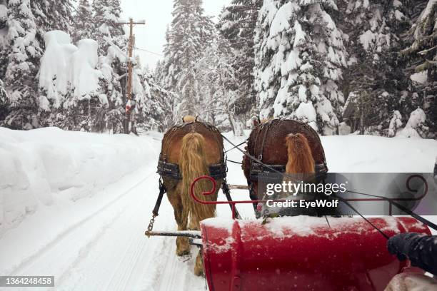 pov shot looking out into a blizzard while on a horse drawn sleigh in snow. - horsedrawn fotografías e imágenes de stock