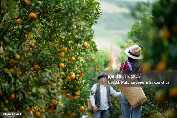 people in orange farm - fruit farm stock pictures, royalty-free photos & images