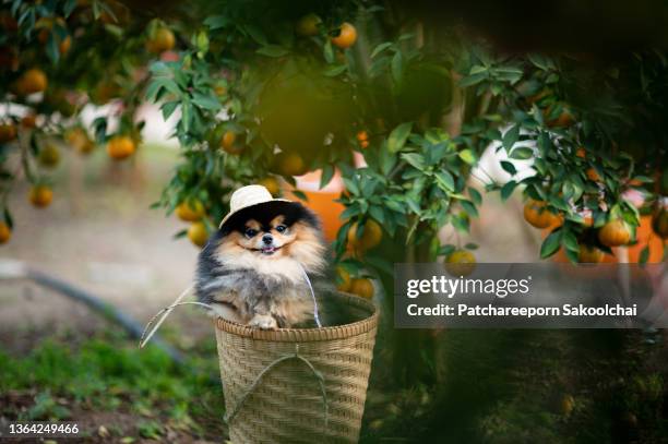 cute dog - orange hat stock pictures, royalty-free photos & images