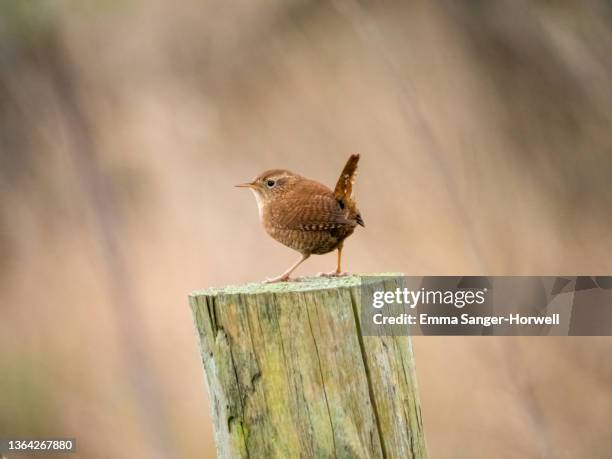 wren bird - wren stock pictures, royalty-free photos & images