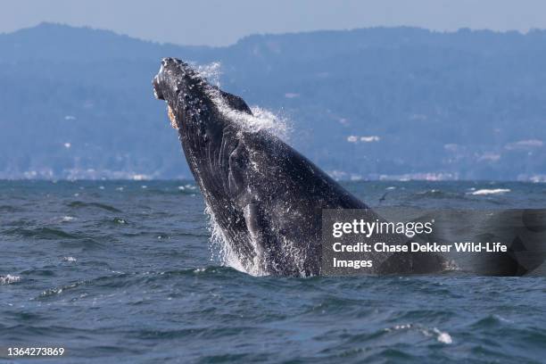 humpback whale - barnacle fotografías e imágenes de stock